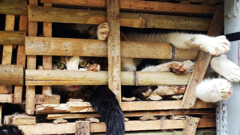 1.000 de pisici au fost salvate dintr-un camion care se indrepta spre abator. Carnea urma sa fie vanduta ca porc sau oaie Imagine