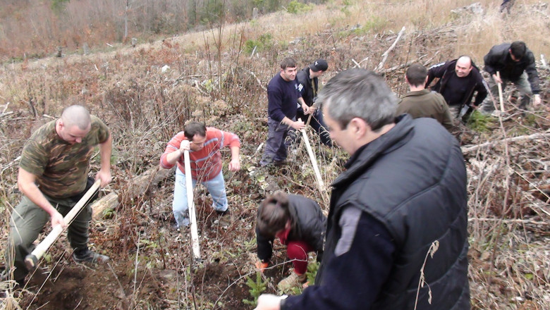 1.000 de puieti de brad, plantati de politistii bihoreni Imagine