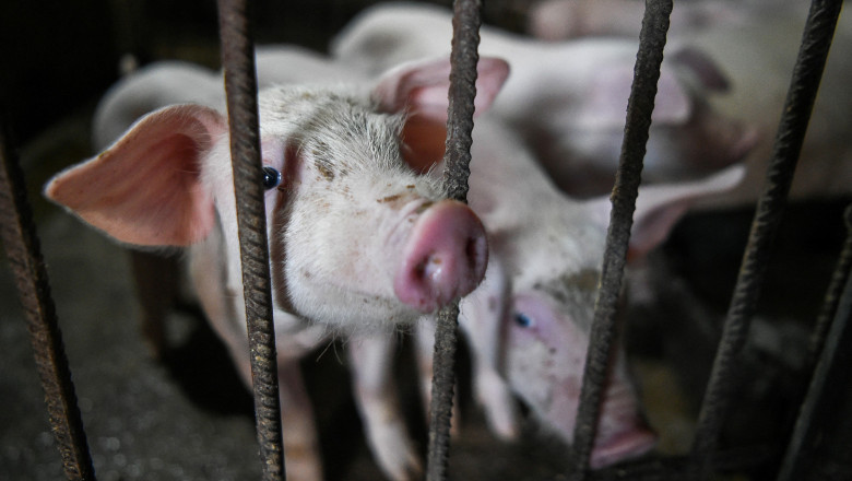 1.200 de porci de la o ferma din Salaj vor fi sacrificati din cauza pestei porcine africane Imagine