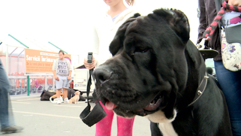 100 de caini, vedete pentru o zi Imagine