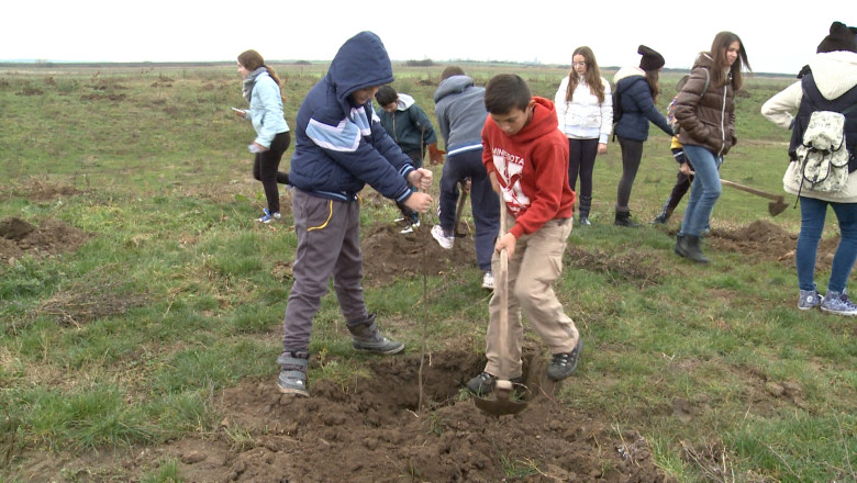 1000 de puieti de stejar rosu, plantati in Gepiu Imagine