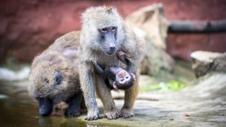 12 babuini au fost ucisi intr-o gradina zoologica din Germania din cauza supraaglomerarii. Decizia a iscat proteste Imagine