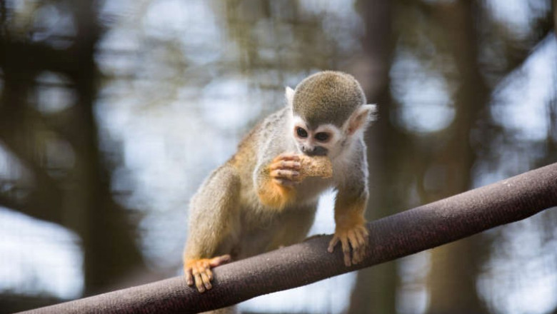 12 maimute-veverita au fost furate de la o gradina zoologica din Louisiana Imagine