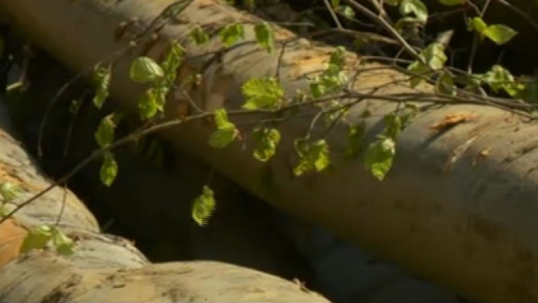 15 angajati ai Directiei Silvice Cluj, acuzati ca ar fi sprijinit defrisari ilegale Imagine