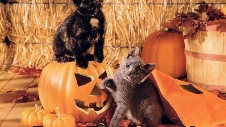 2.0. De ce iubeste internetul pisicile? Imagine