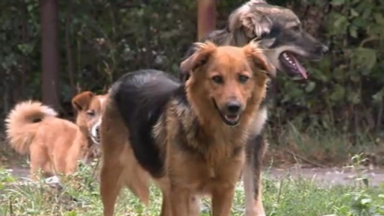 2.500 de maidanezi si nicio firma de ecarisaj in Slatina Imagine