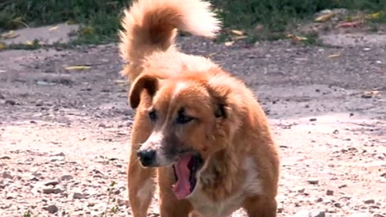 20.000 de caini vagabonzi din Bucuresti ar urma sa fie sterilizati pana la iarna Imagine