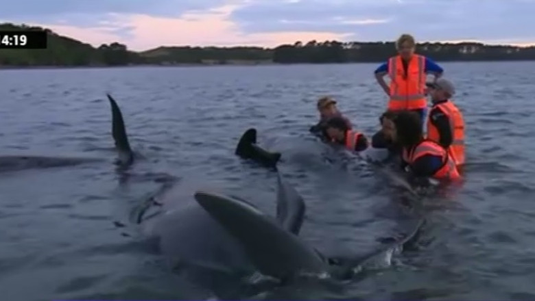 200 de balene, esuate in Noua Zeelanda Imagine