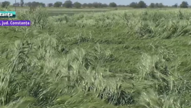 2000 hectare de teren distruse. Ploile torentiale si grindina au distrus orzul, rapita si vita de vie din Constanta Imagine