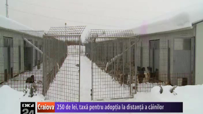 250 de lei pe luna, taxa pentru adoptia la distanta a cainilor in Craiova   Imagine
