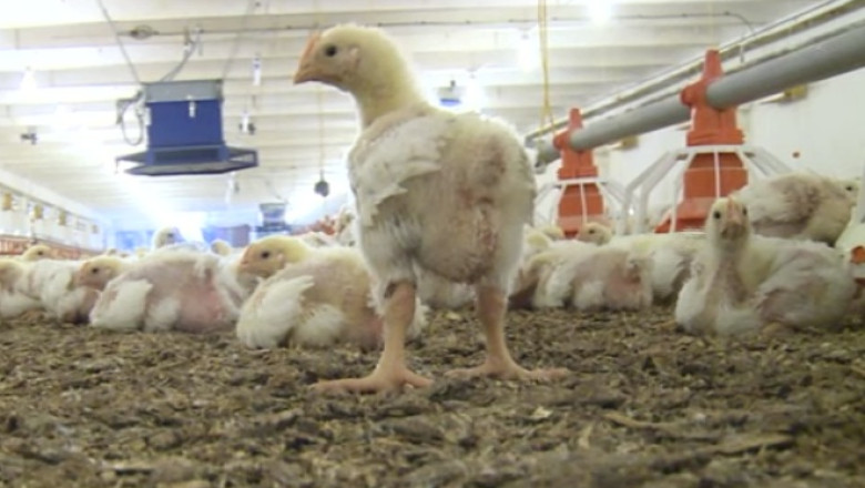 30.000 de oua contaminate cu salmonela. De unde proveneau Imagine