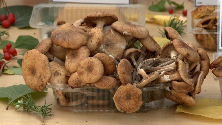 300 de tipuri de ciuperci, expuse la Gradina Botanica din Iasi Imagine