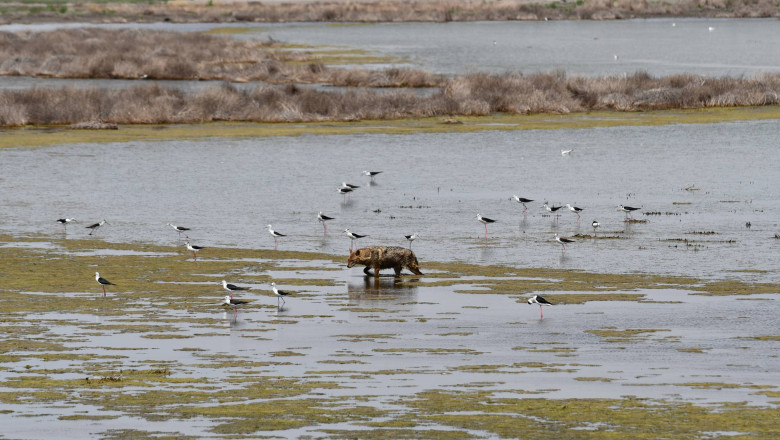 350 de sacali din Delta Dunarii vor fi impuscati. Animalele provoaca pagube uriase in gospodarii Imagine
