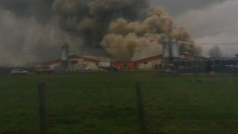 4.000 de porci arsi de vii, la o ferma din Satu Mare Imagine