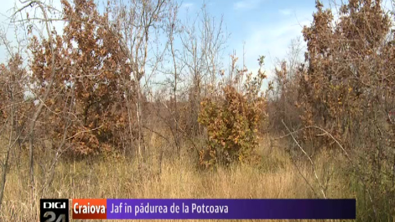400 de hectare din padurea de la Potcoava, judetul Olt, taiate de hotii de lemne Imagine