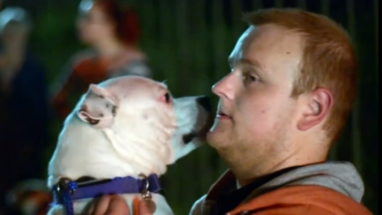 50 de caini au ars de vii in Marea Britanie. Un adapost de animale a fost incendiat intentionat Imagine