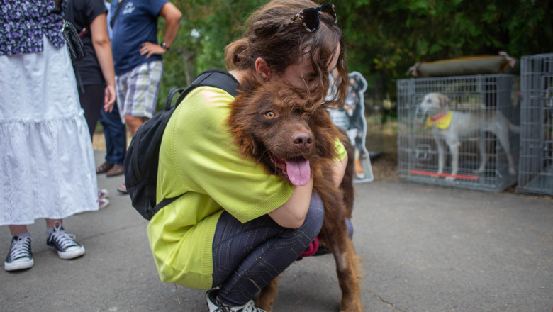 50 de catei sunt propusi spre adoptie in cadrul unui targ organizat la Arena Nationala din Bucuresti Imagine