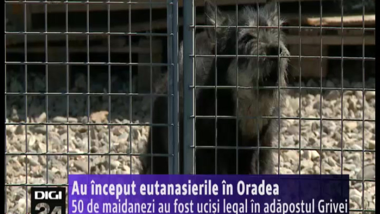 50 de maidanezi au fost ucisi legal in adapostul Grivei. Iubitorii de animale sustin ca s-a facut "un masacru" Imagine