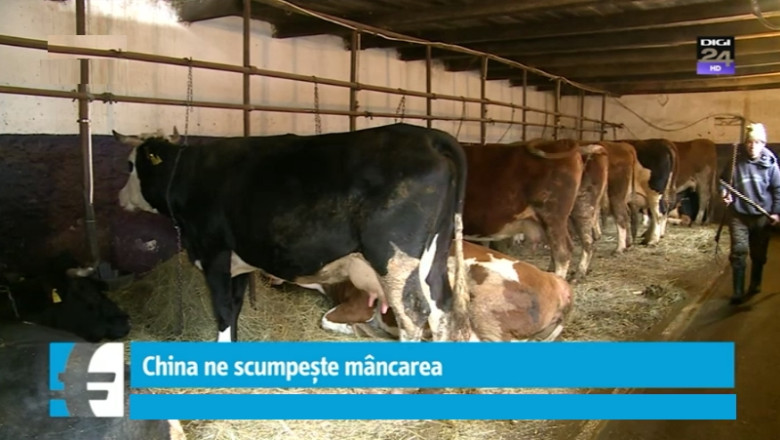 500.000 de vite, 15 milioane de oi si 10 milioane de porci. Cum poate scumpi consumul din China carnea romaneasca Imagine