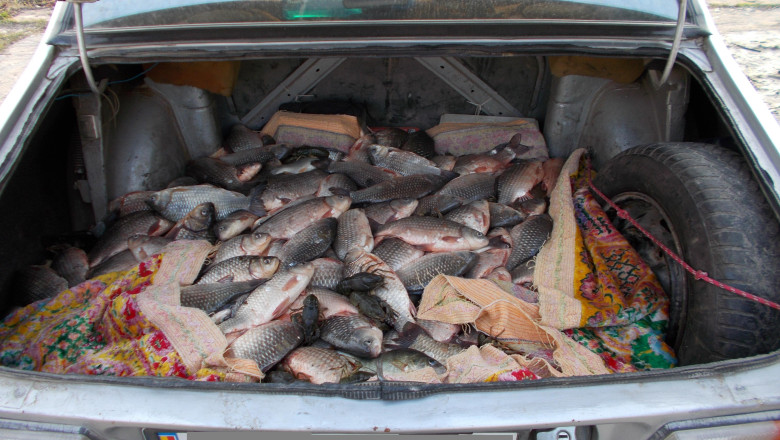 500 de kg de peste braconat Imagine