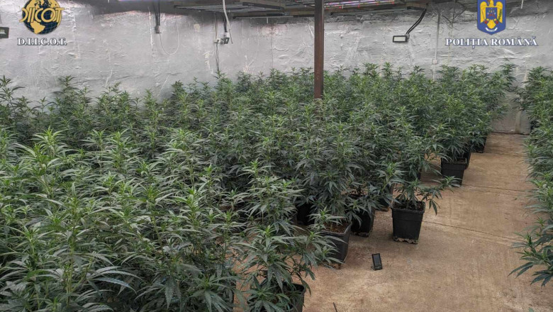 6 plantatii de canabis, cu mii de plante, au fost descoperite in Dambovita. 7 persoane au fost arestate Imagine