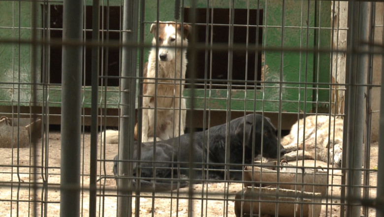 60 de caini, eutanasiati la Barlad. Patrupedele nu au fost revendicate, dupa 14 zile de la capturare Imagine