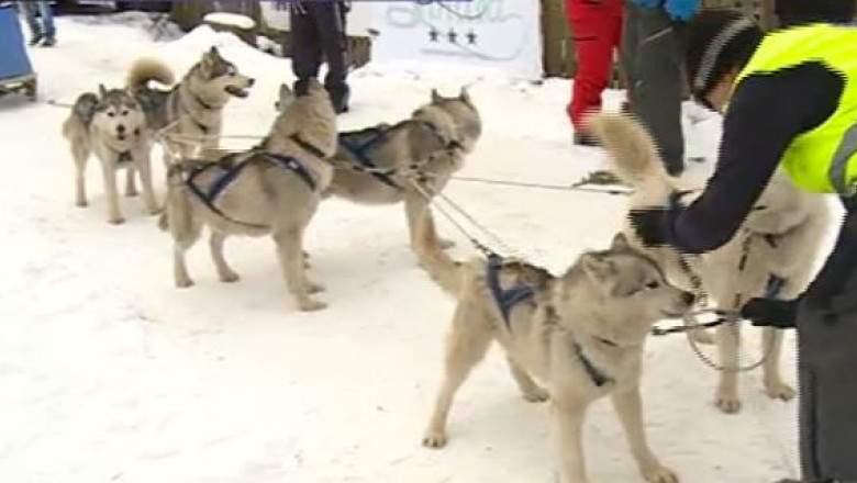 60 de caini nordici au participat la primul concurs de atelaje canine organizat in nord-vestul Transilvaniei Imagine