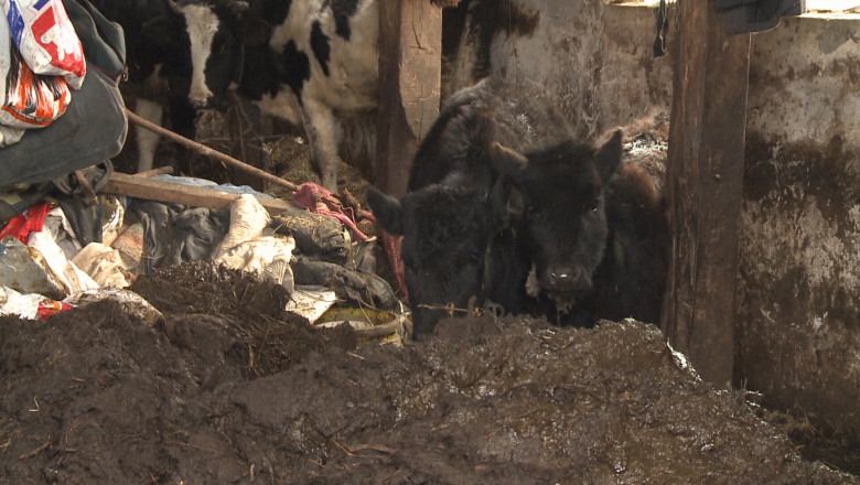 600 de lei amenda de la DSV. Proprietarul creste mai multe vaci printre gunoaie Imagine