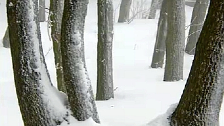 63.000 de hectare de padure din Bihor sunt revendicate de mostenitorii unui petrolist, proprietarul din 1920 Imagine