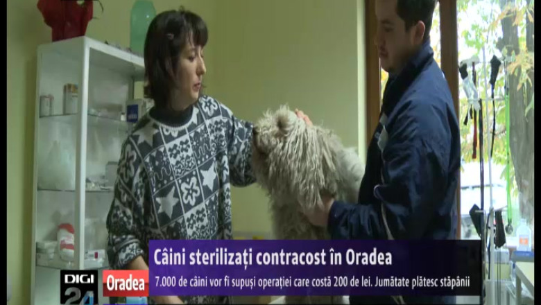 7.000 de caini microcipati in Oradea. De anul viitor, animalele vor fi sterilizate Imagine