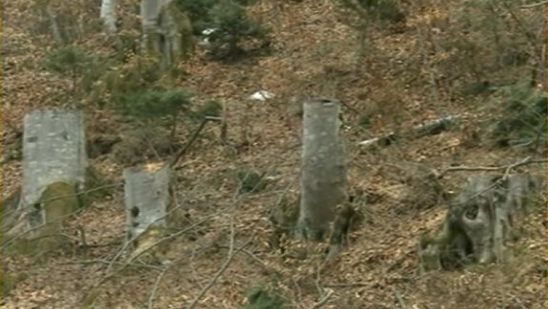 80 de hectare de padure de pe Valea Oltului au disparut Imagine