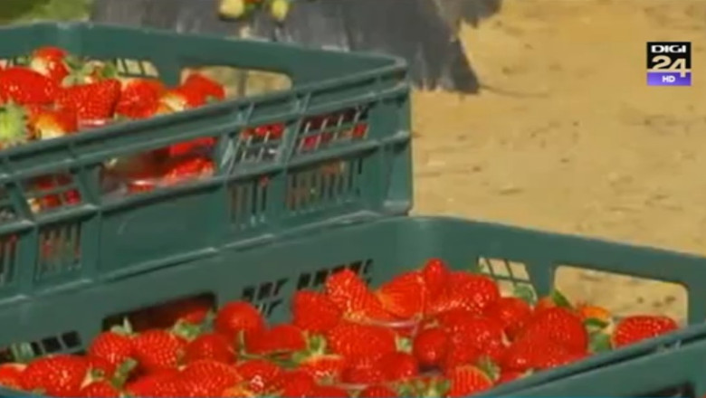 800 de locuri de munca in Spania pentru romani Imagine