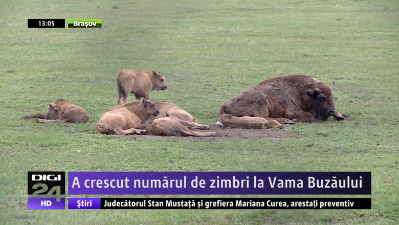 A crescut numarul de zimbri la Vama Buzaului Imagine