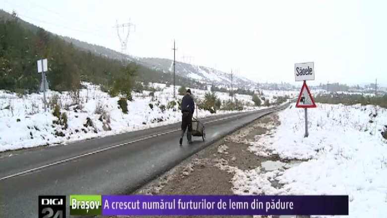 A crescut numarul furturilor de lemn din padure Imagine