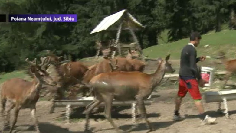 A cumparat cerbi pentru consum, dar a ales sa-i creasca Imagine