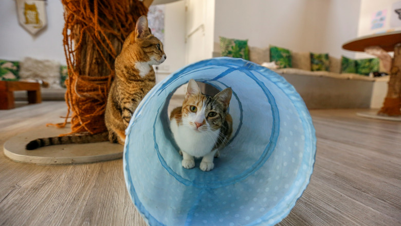 „A” de la Adoptie. In Bucuresti au aparut cartele de metrou care promoveaza adoptia animalelor. Cum arata cardurile puse in vanzare Imagine