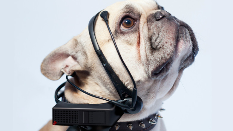 A fost inventat un dispozitiv care citeste gandurile cainilor Imagine