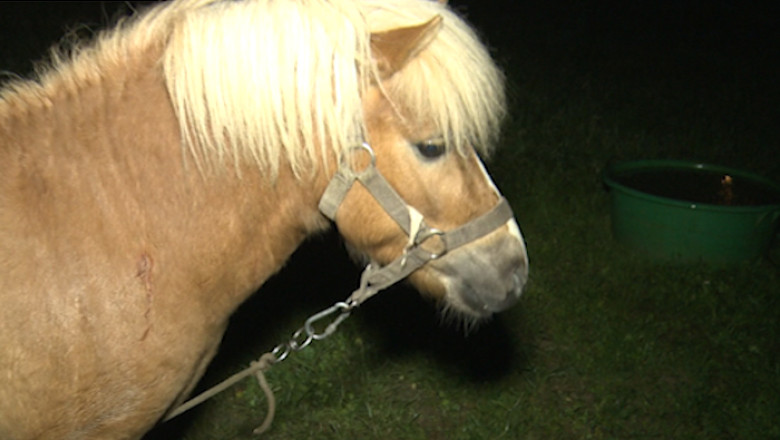 A impuscat un ponei si a fugit Imagine