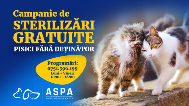 A inceput campania de sterilizare a pisicilor maidaneze din Bucuresti. Cum te poti programa Imagine