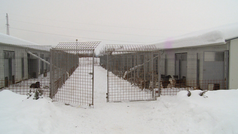 A inceput eutanasierea maidanezilor de la adapostul canin din Craiova Imagine