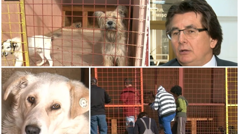 A inceput eutanasierea maidanezilor la Timisoara: 21 animale - ucise, inca 200 pe liste Imagine