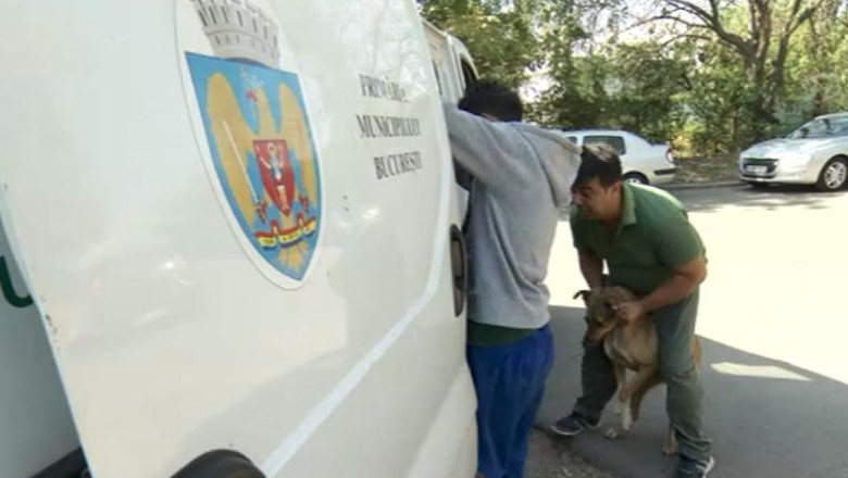 A inceput marea vanatoare a maidanezilor: „Va ucid daca mi l-ati luat pe al meu de pe strada” Imagine