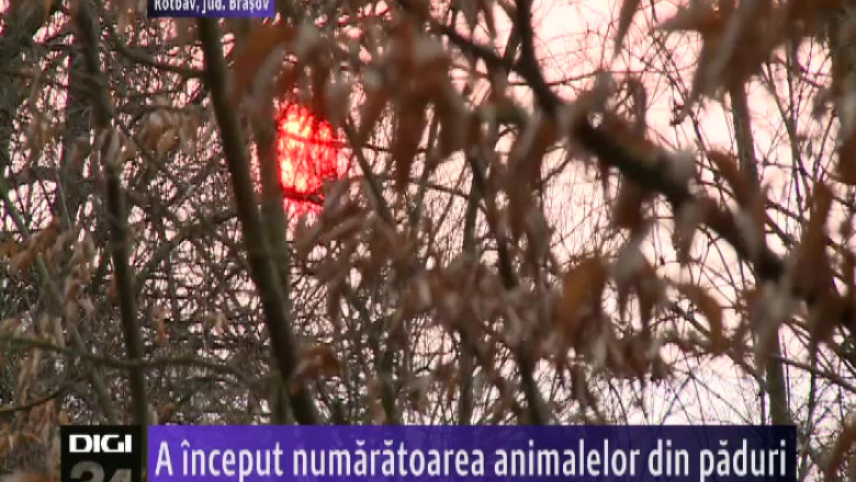 A inceput numaratoarea animalelor din paduri Imagine