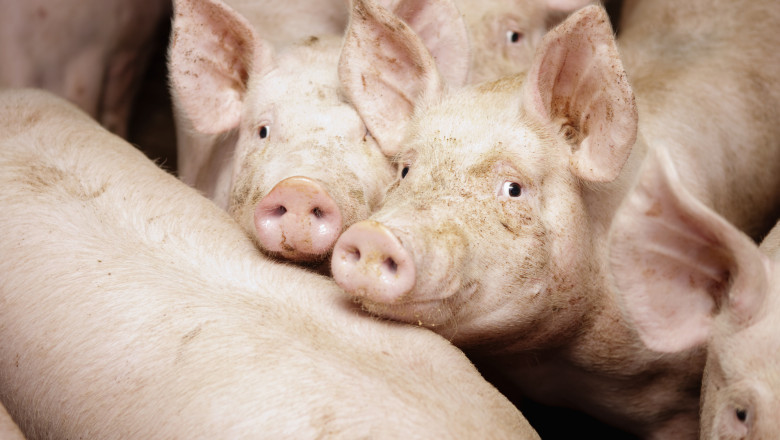 „A intrat frica in noi, in populatie”. Porcul de Craciun, rezervat inca din octombrie. Cu cat se vinde acum kilogramul Imagine