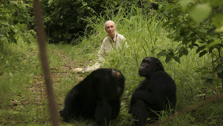 A murit Jane Goodall. Specialista in primatologie, cunoscuta pentru campaniile sale de protectie a mediului, avea 91 de ani Imagine