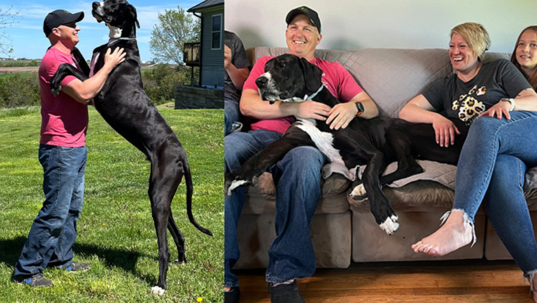 A murit Kevin, cel mai inalt caine din lume. „Era cel mai bland baiat urias” Imagine