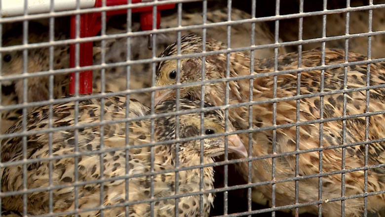 Abator unic. La Vadu se sacrifica saptamanal 2.000 de prepelite Imagine