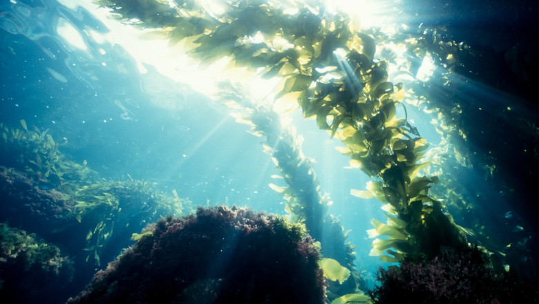 Acord istoric pentru protejarea oceanelor, incheiat dupa 10 ani de discutii si controverse privind pescuitul si exploatarea resurselor Imagine