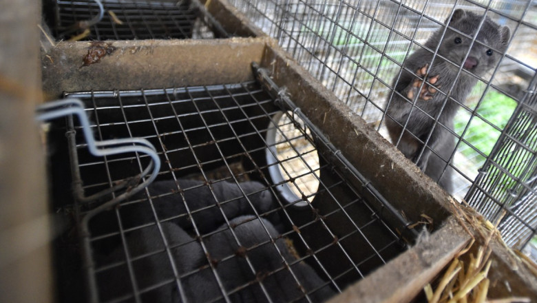 Activisti pentru drepturile animalelor au eliberat 3.000 de nurci dupa ce au intrat fraudulos, noaptea, intr-o ferma din Wisconsin Imagine