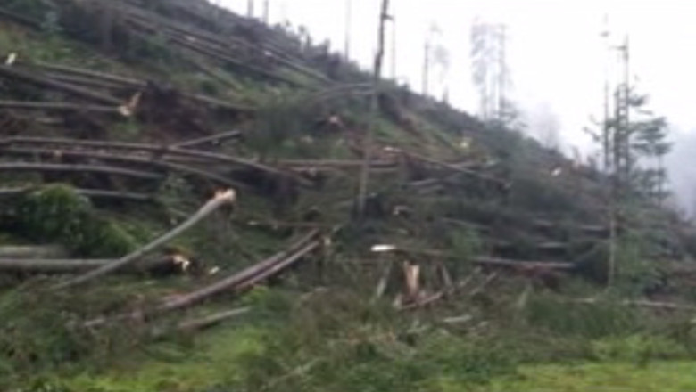 ACTUALIZARE. 57 de hectare de padure puse la pamant in urma unui fenomen meteorologic rar Imagine
